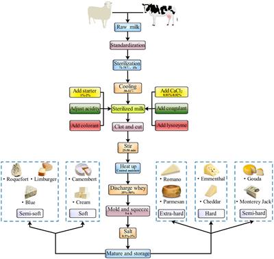 A Review on the General Cheese Processing Technology, Flavor Biochemical Pathways and the Influence of Yeasts in Cheese